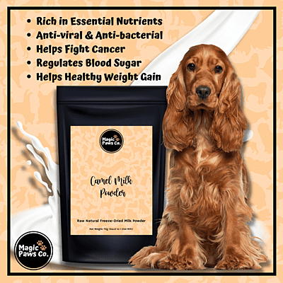 Camel Milk Powder Camel Milk Powder